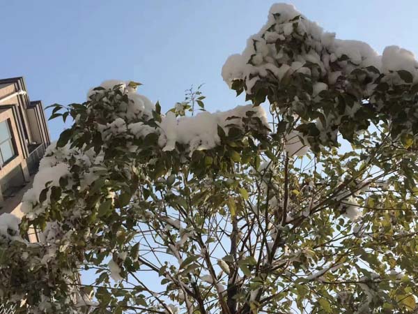 深圳專業婚姻律師：未辦理收養登記的收養關系有效嗎？